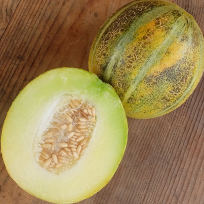 Melon Ogen ©Grainesdelpaïs