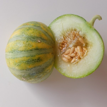 Melon Ogen ©Grainesdelpaïs