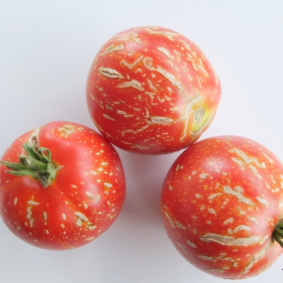 Tomate Scabitha ©GrainesdelPaïs