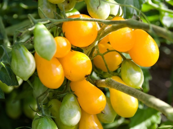 Tomate cerise - Poire Jaune Ildi ©GrainesdelPaïs