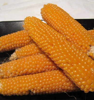  Maïs à Pop-Corn - Palomita's ©GrainesdelPaïs