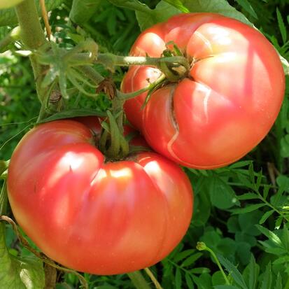 Tomate Pruden ©GrainesdelPaïs