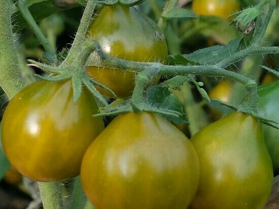 Tomate cerise - Dwarf grinch cherry ©GrainesdelPaïs