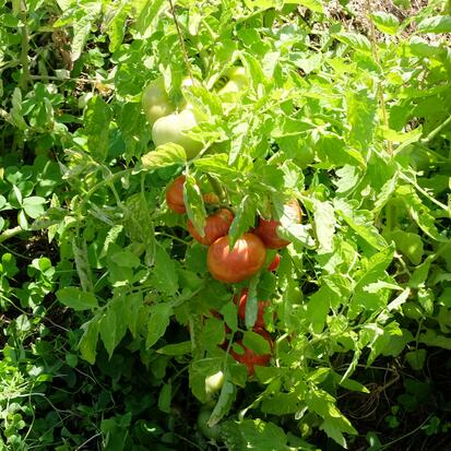 Tomate Dwarf Cherokee rouge tigrée ©GrainesdelPaïs