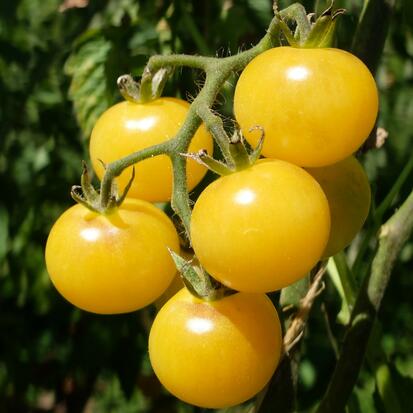  Tomate cerise - Napa Chardonnay  ©GrainesdelPaïs