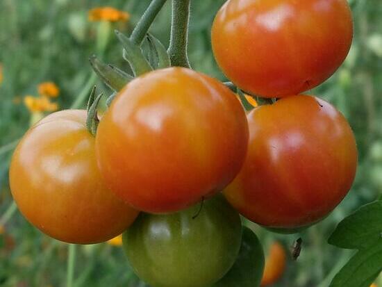 Tomate cerise - Arc-en-ciel Bicolore ©GrainesdelPaïs