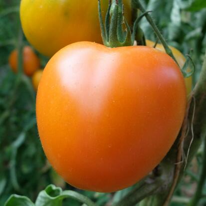 Tomate Kaki Coing ©GrainesdelPaïs