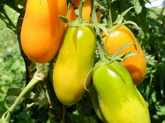 Tomate Midas ©GrainesdelPaïs