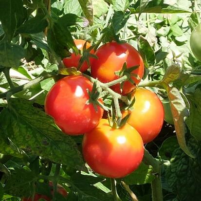 Tomate Kootenaï ©Grainesdelpais