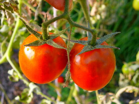 Tomate de Berao ©GrainesdelPaïs