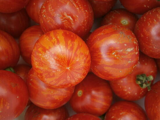 Tomate Tigerella bicolore ©Grainesdelpais