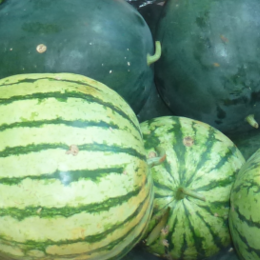 Grosses soldes! 100 mini graines de melon sucré Melon Arbre de graines non  OGM biologiques fruits et légumes pour le jardin de la maison Bricolage -  Arcis nouvelles : : Jardin