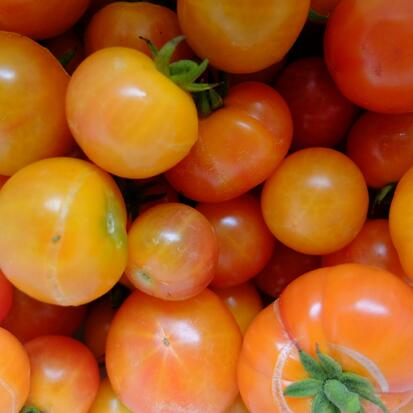 Tomate cerise - Arc-en-ciel Bicolore ©GrainesdelPaïs