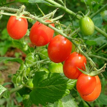 Tomate cerise - Boulette de Touraine ©GrainesdelPaïs
