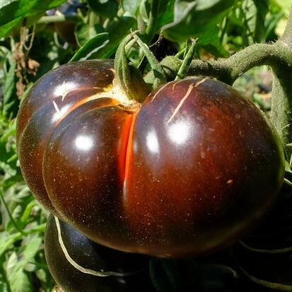 Tomate Chestnut chocolate ©GrainesdelPaïs