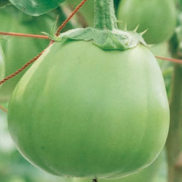 Melon vert - Les Paysans d'ailleurs