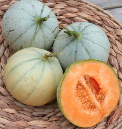 Melon Charentais ©GrainesdelPaïs ©GraineLibre