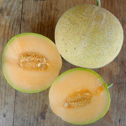 Melon Benary ©Grainesdelpais