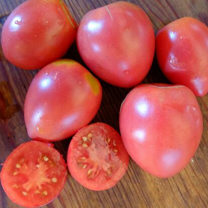 tomate grushovka ©Grainesdelpais