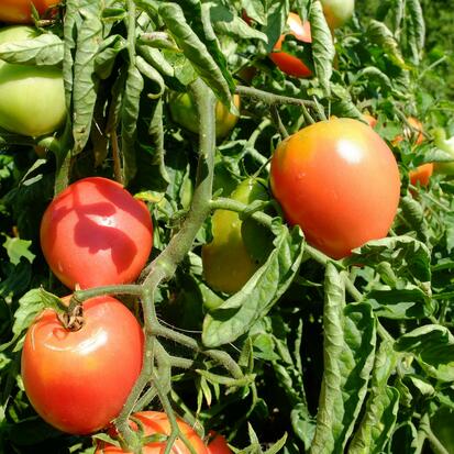 tomate grushovka ©Grainesdelpais