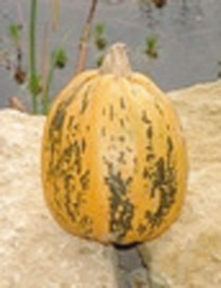 Courge Lady godiva ©GrainesdelPaïs