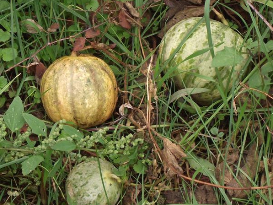 Melon de Bellegarde ©GrainesdelPaïs