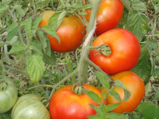Tomate Languedocienne ©GrainesdelPaïs