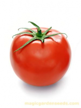 Tomate Matina ©GrainesdelPaïs