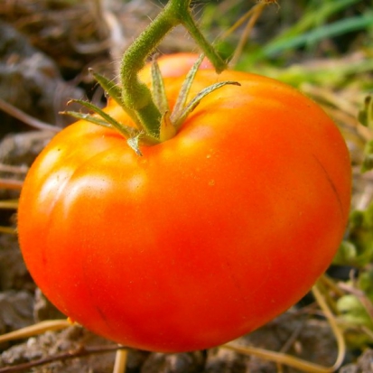  Tomate Platense ©GrainesdelPaïs
