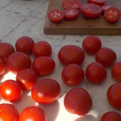 Tomate Sasha Altai ©GrainesdelPaïs