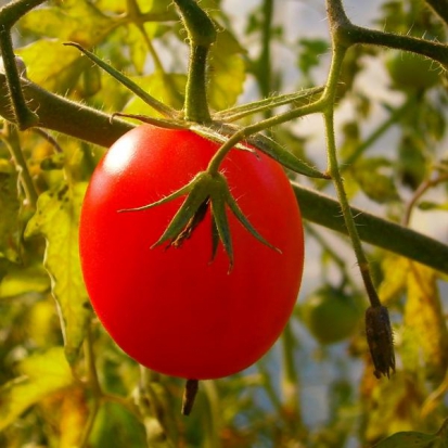 Tomate Olirose de St Domingue ©Grainesdelpaïs