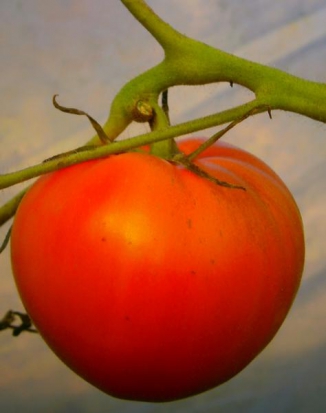 Tomate Tangerine ©GrainesdelPaïs