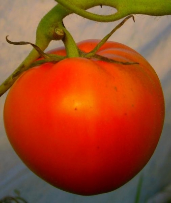 Tomate Tangerine ©GrainesdelPaïs