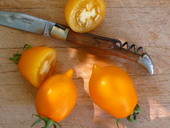 Tomate Téton de Vénus jaune ©GrainesdelPaïs