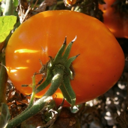 Tomate Italienne Pourpre