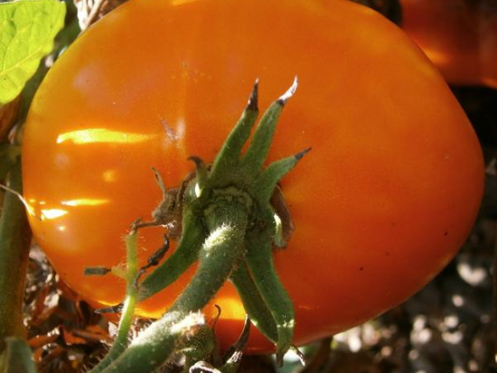 Tomate Jaune d'Espagne  ©GrainesdelPaïs