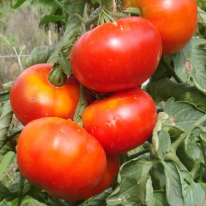 Tomate Merveille des marchés ©GrainesdelPaïs