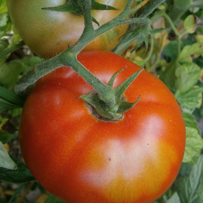 Tomate Merveille des marchés ©GrainesdelPaïs