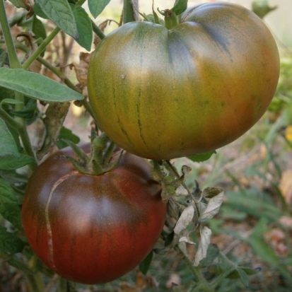 Tomate Noire de Crimée ©GrainesdelPaïs