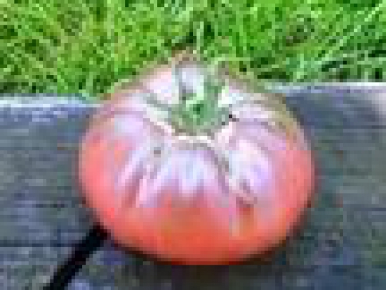 Tomate Noire de Crimée ©GrainesdelPaïs