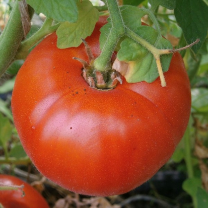 Tomate Saint Pierre ©GrainesdelPaïs
