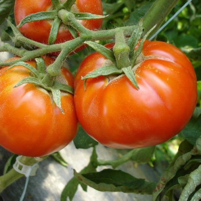 Tomate Saint Pierre ©GrainesdelPaïs