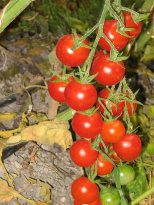 Tomate cerise - Montplaisir ©GrainesdelPaïs