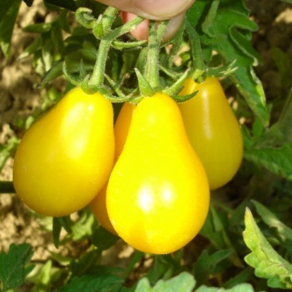  Tomate cerise - Poire jaune ©GrainesdelPaïs