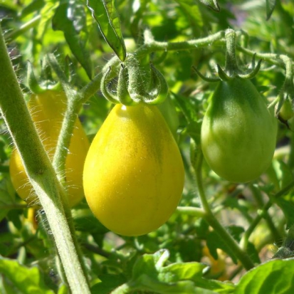  Tomate cerise - Poire jaune ©GrainesdelPaïs