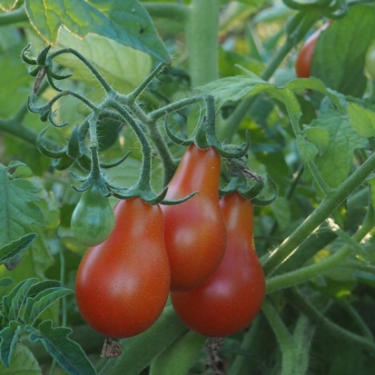 Tomate cerise - Poire rouge ©GrainesdelPaïs