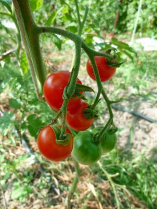 Tomate cerise - Zuckertraube ©GrainesdelPaïs