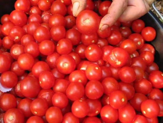Tomate cerise - Zuckertraube ©GrainesdelPaïs