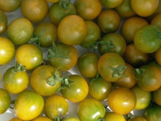  Tomate cerise - Raisin vert ©GrainesdelPaïs