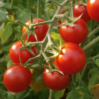 Tomate cerise - Cerise rouge ©GrainesdelPaïs